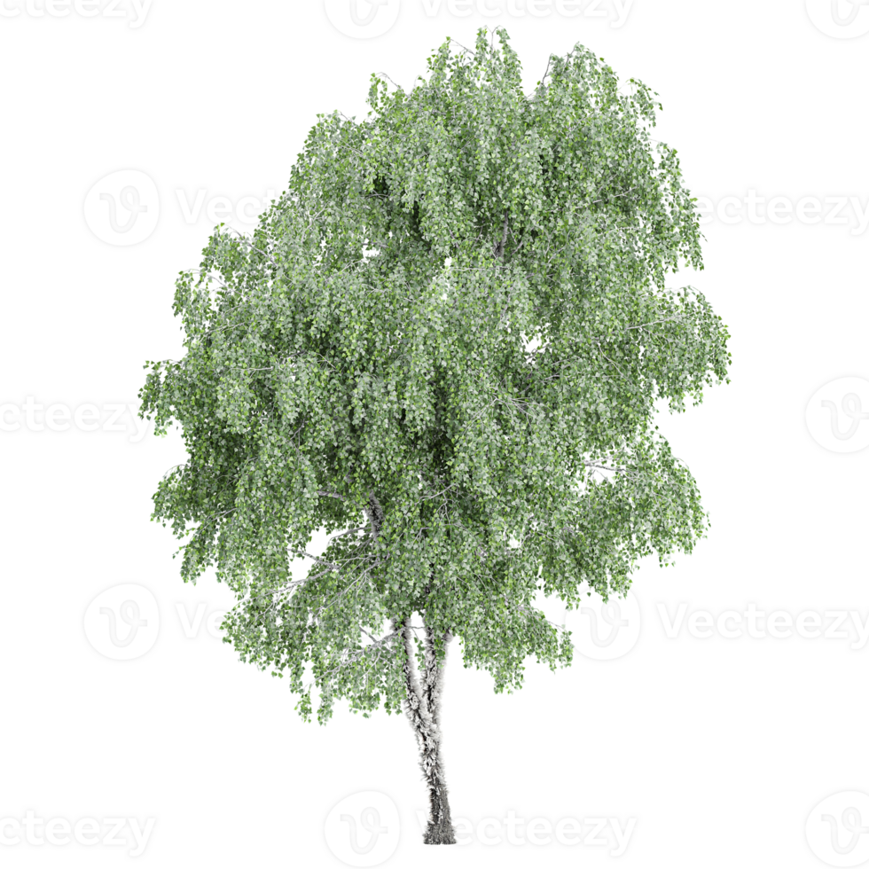 3d Rendering Of Birch tree on Transparent Canvas png