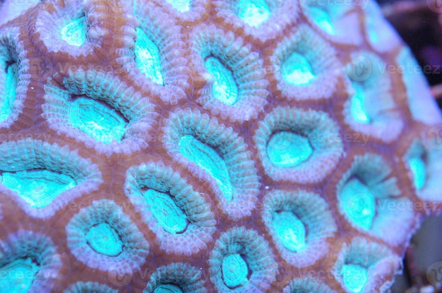 Red Rimmed Turquoise Closed Brain Coral - Favites spp photo