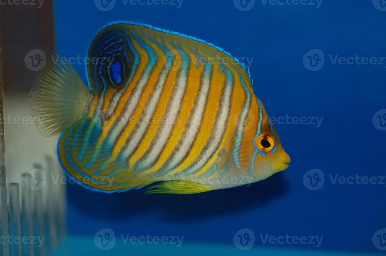 Regal Angelfish - Pygoplites diacanthus photo
