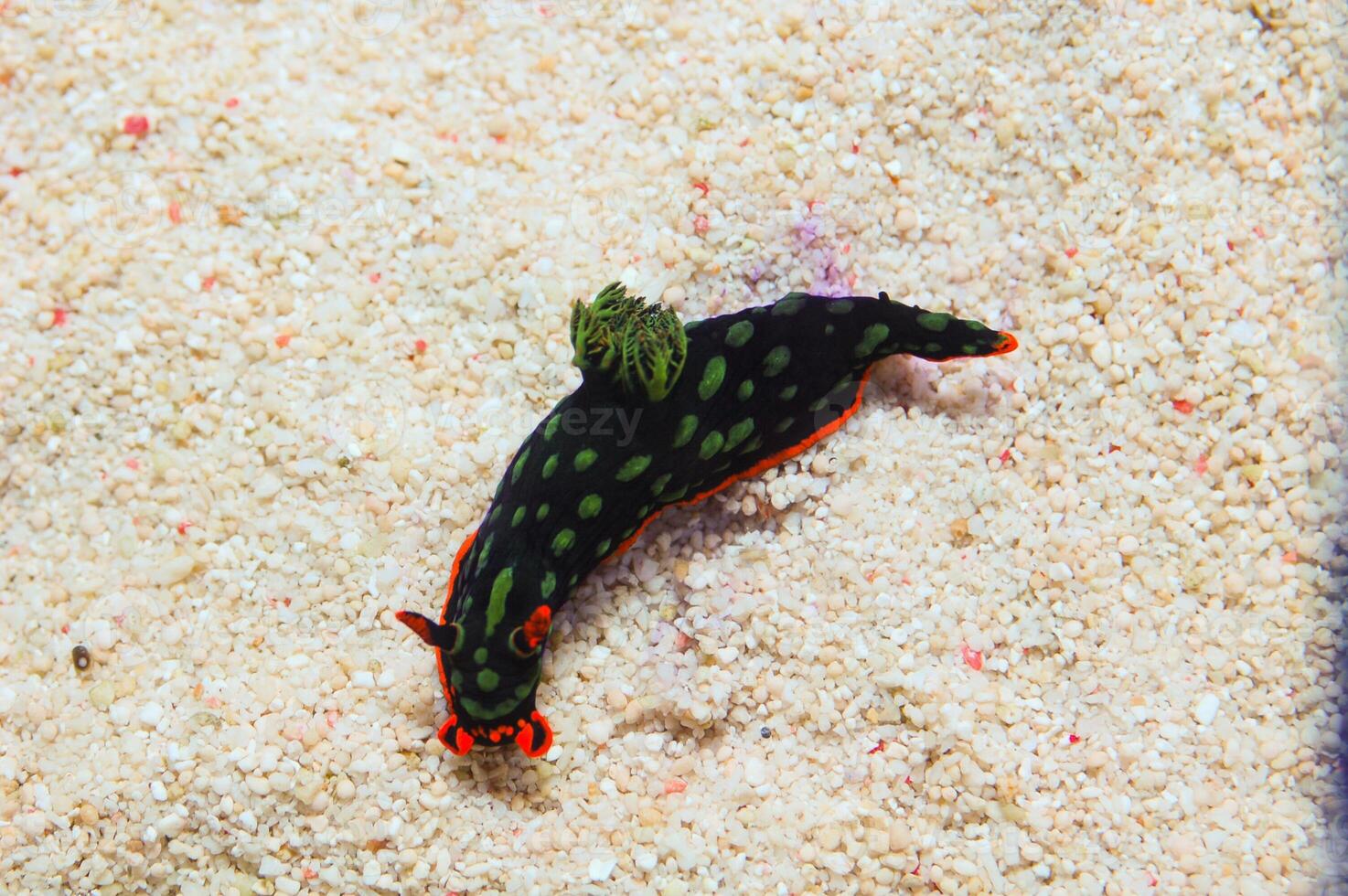 Cristate Neon Slug, Nembrotha cristata photo