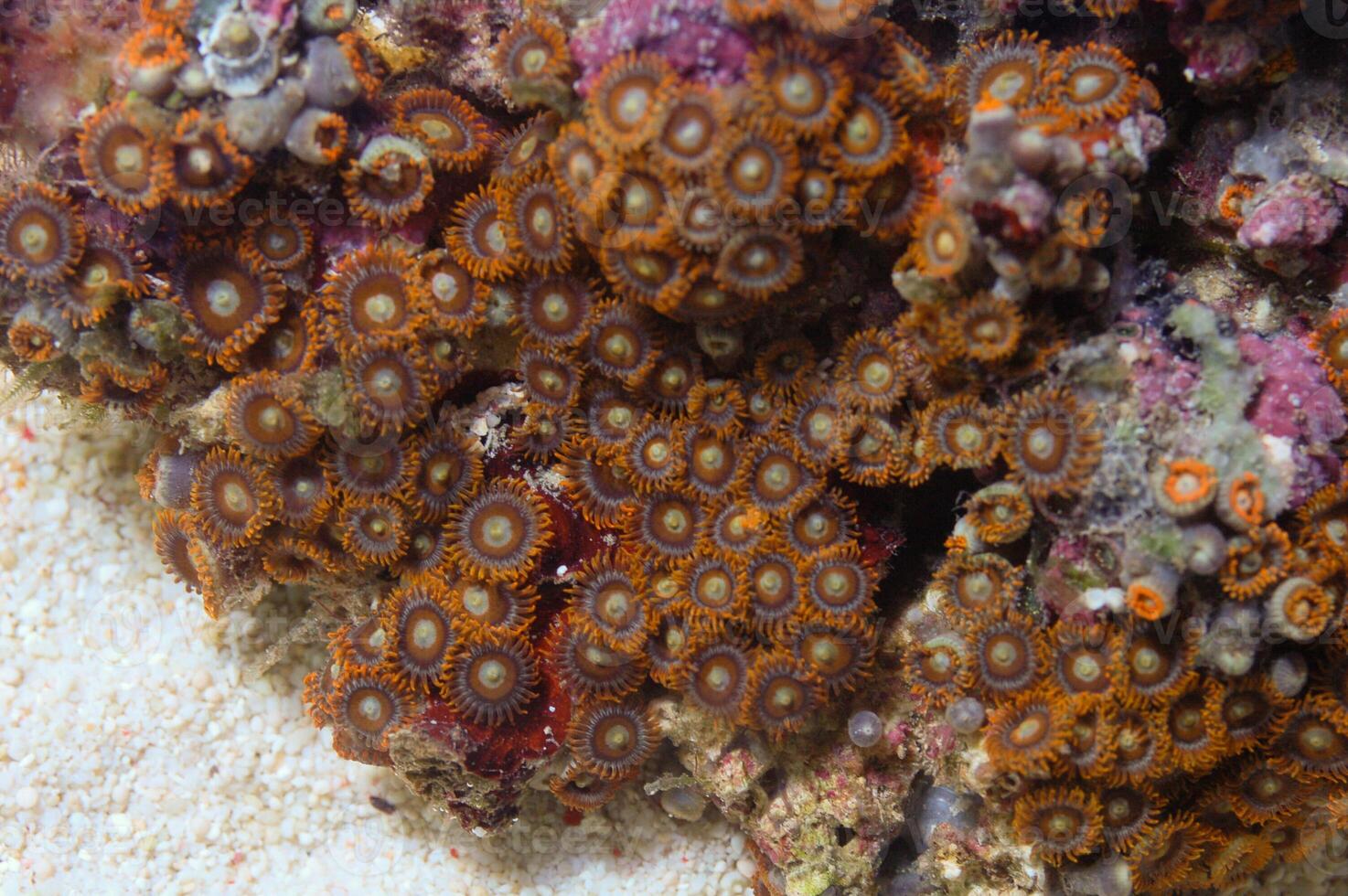 Super Orange Bullseye Zoanthid, Zoanthus spp photo