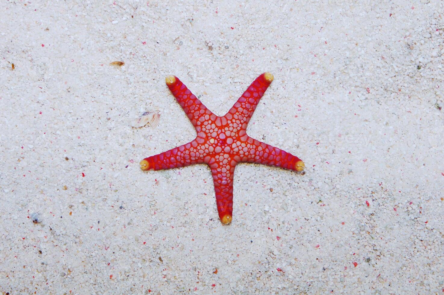 Colored Tile Star, Fromia spp photo