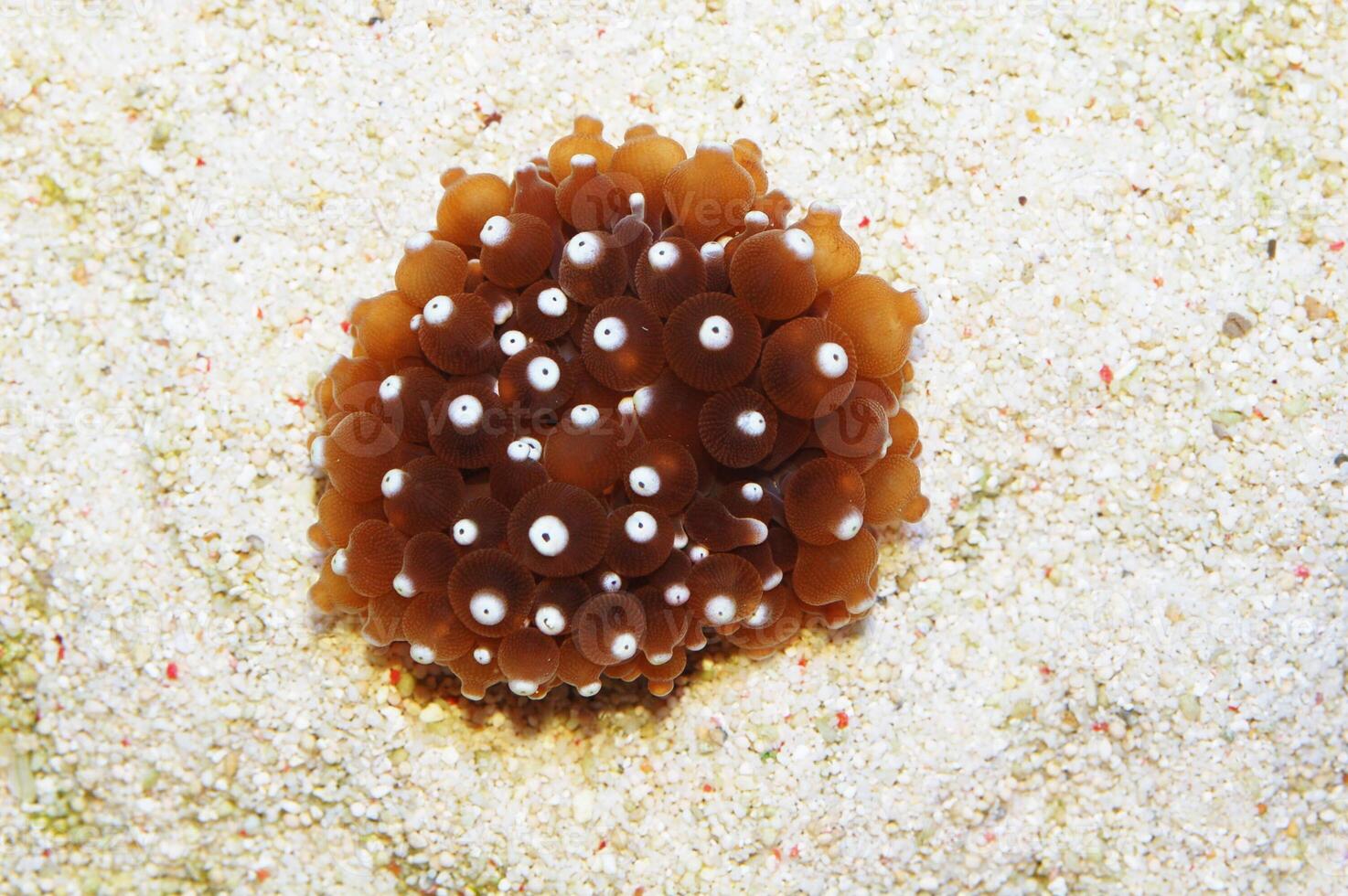 White Tip Bubble Anemone, Entacmaea quadricolor photo