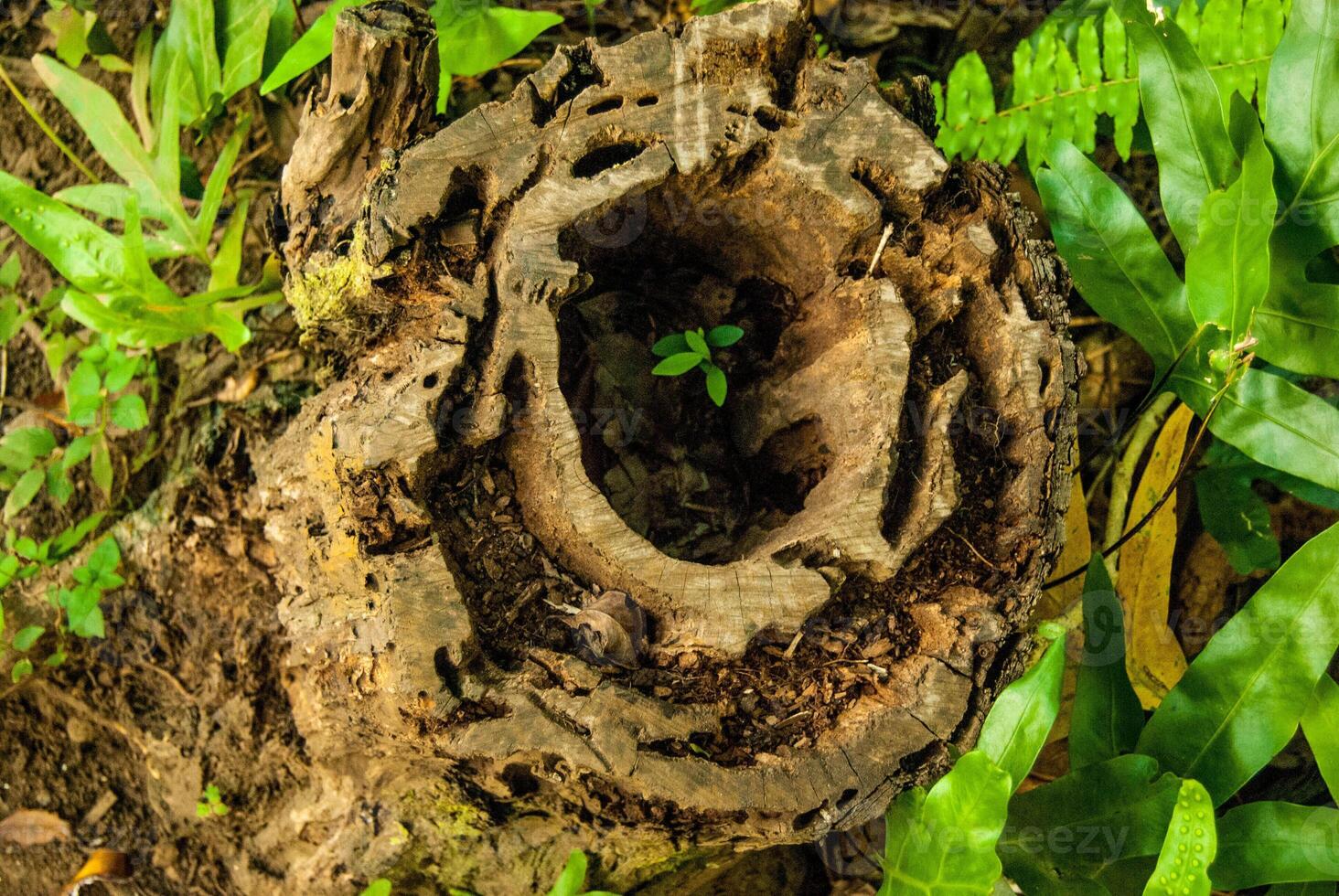 New Life in an Old Hollowed Out Stump, Maui, Hawaii photo