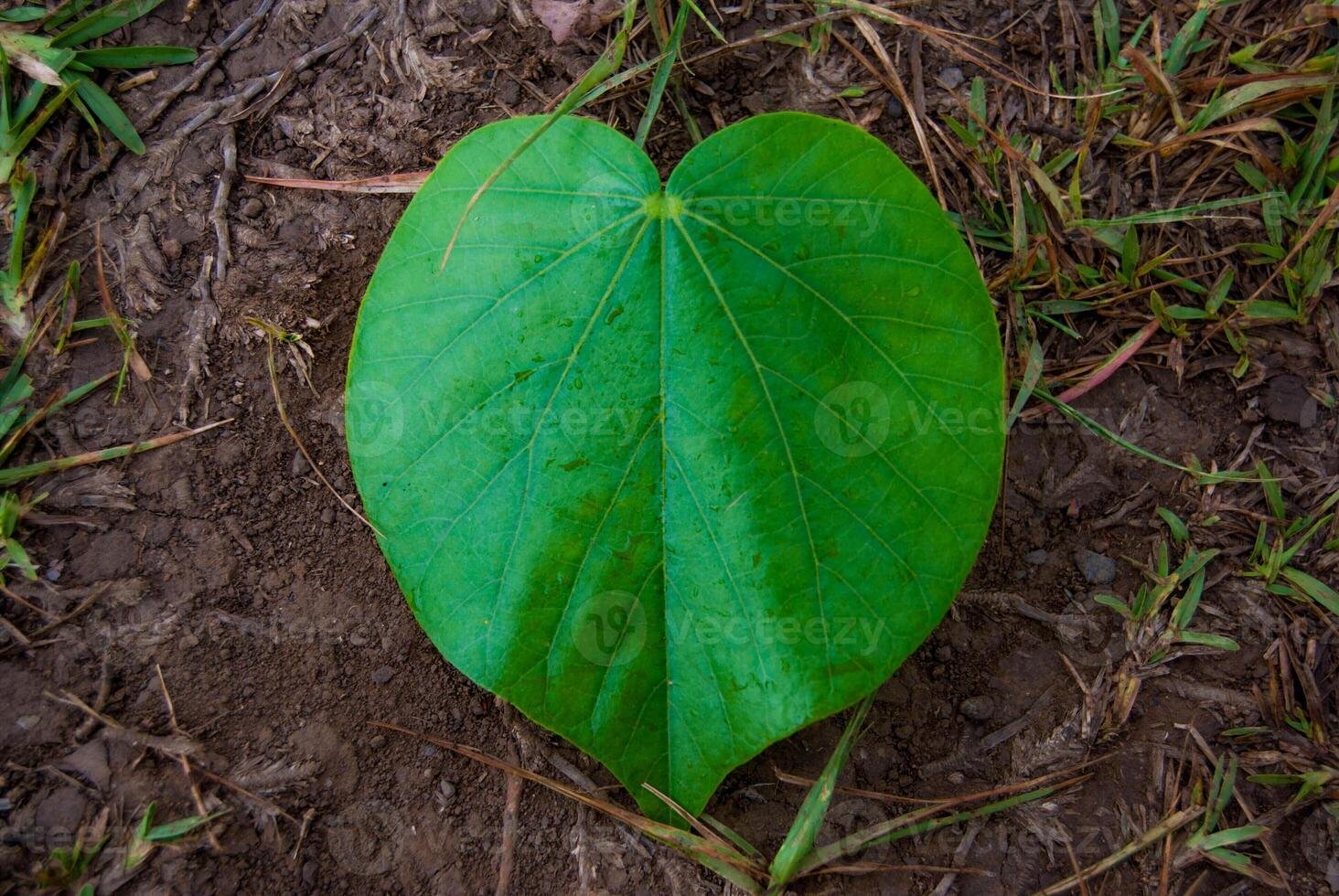 Heart Leaf on Trail in Maui Hawaii photo