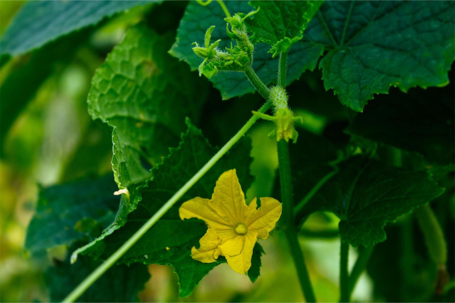 a cucumber growing on a plant in the garden photo