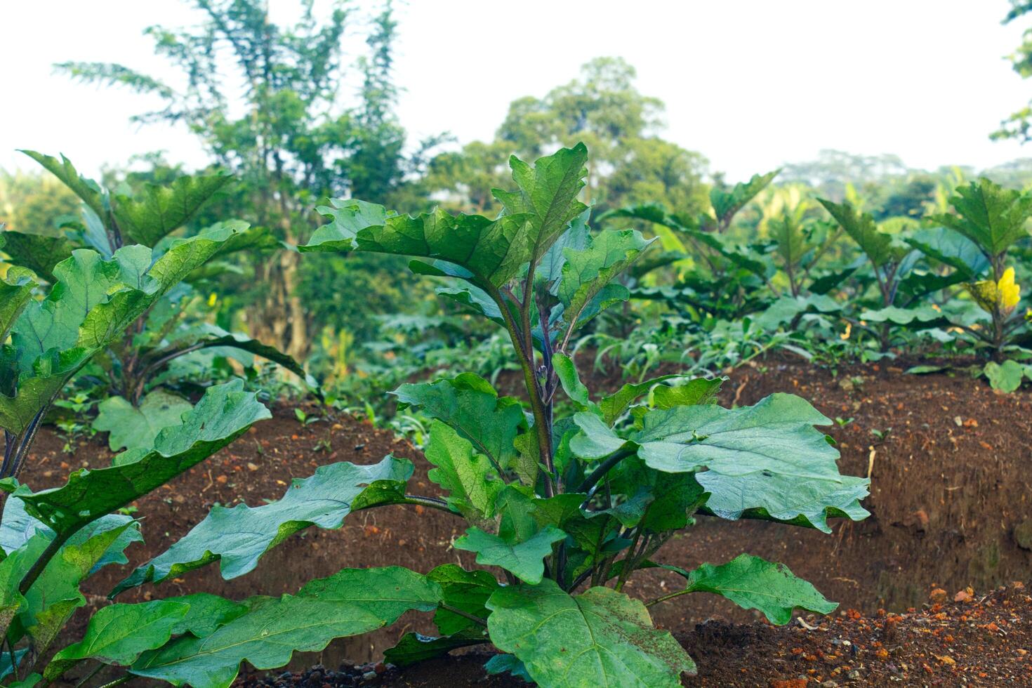a eggplant growing in a field photo