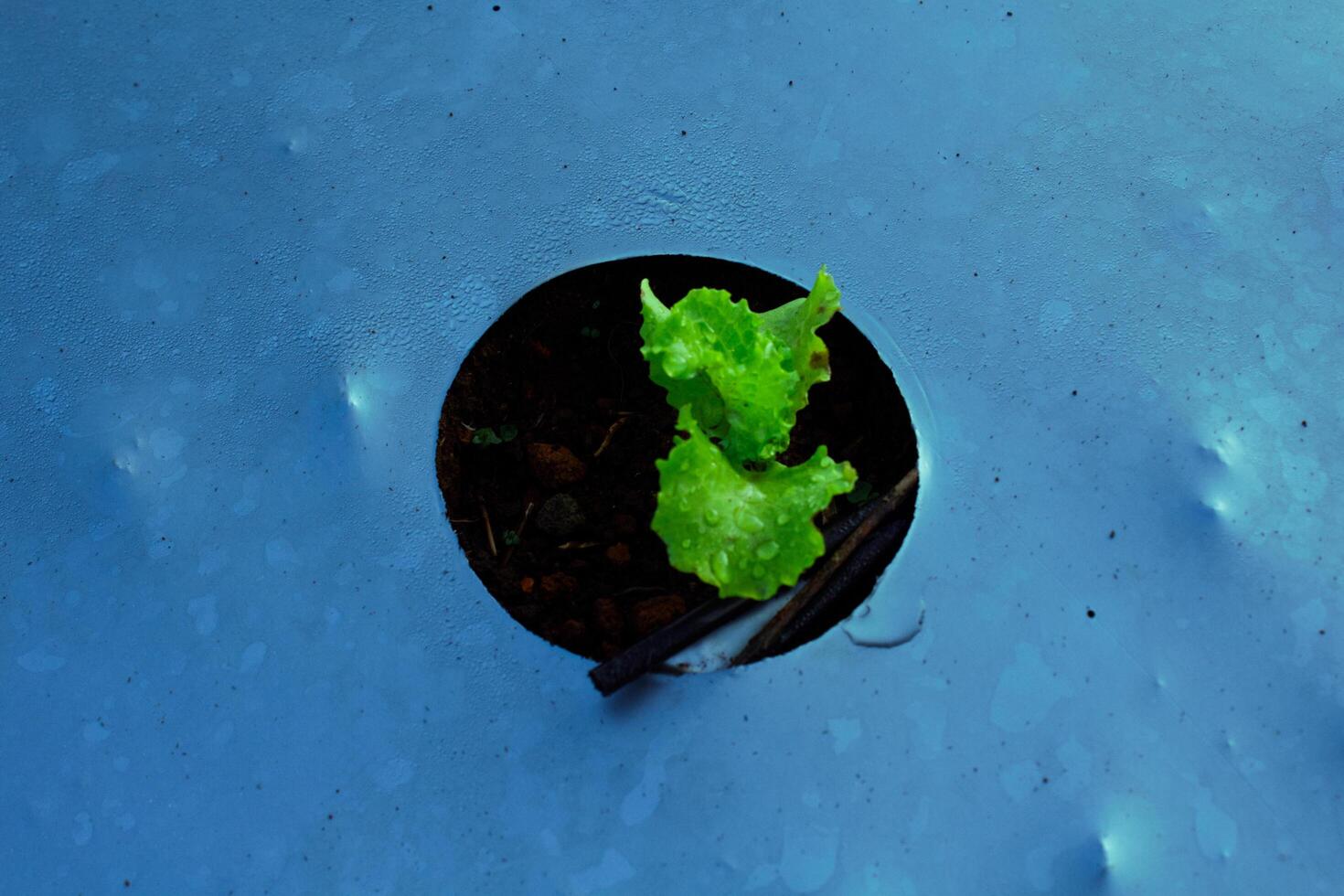 a lettuce seeds growing in a hole in a blue wall photo