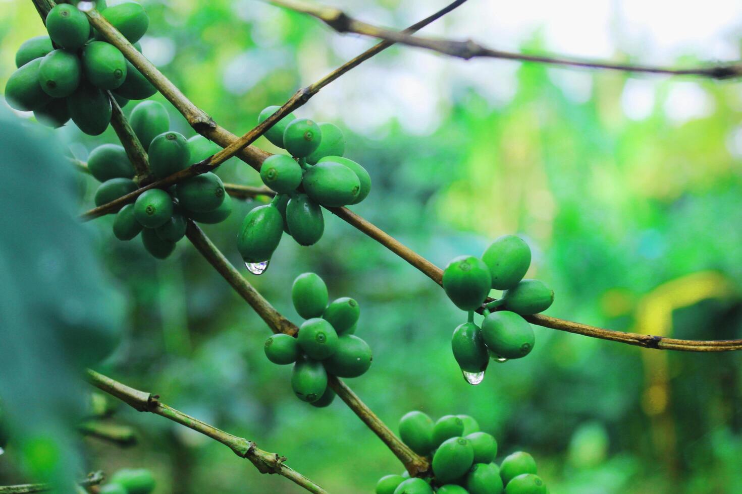 coffee beans on a tree branch photo