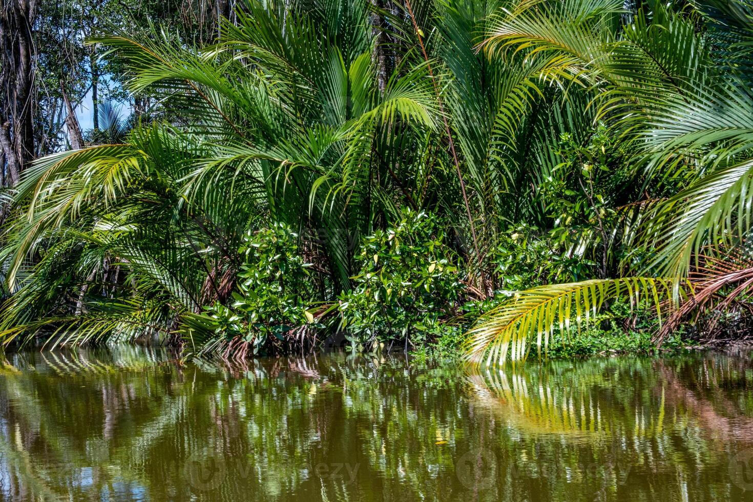 Dense jungle along a river in the Sultanate of Brunei on Borneo Island photo