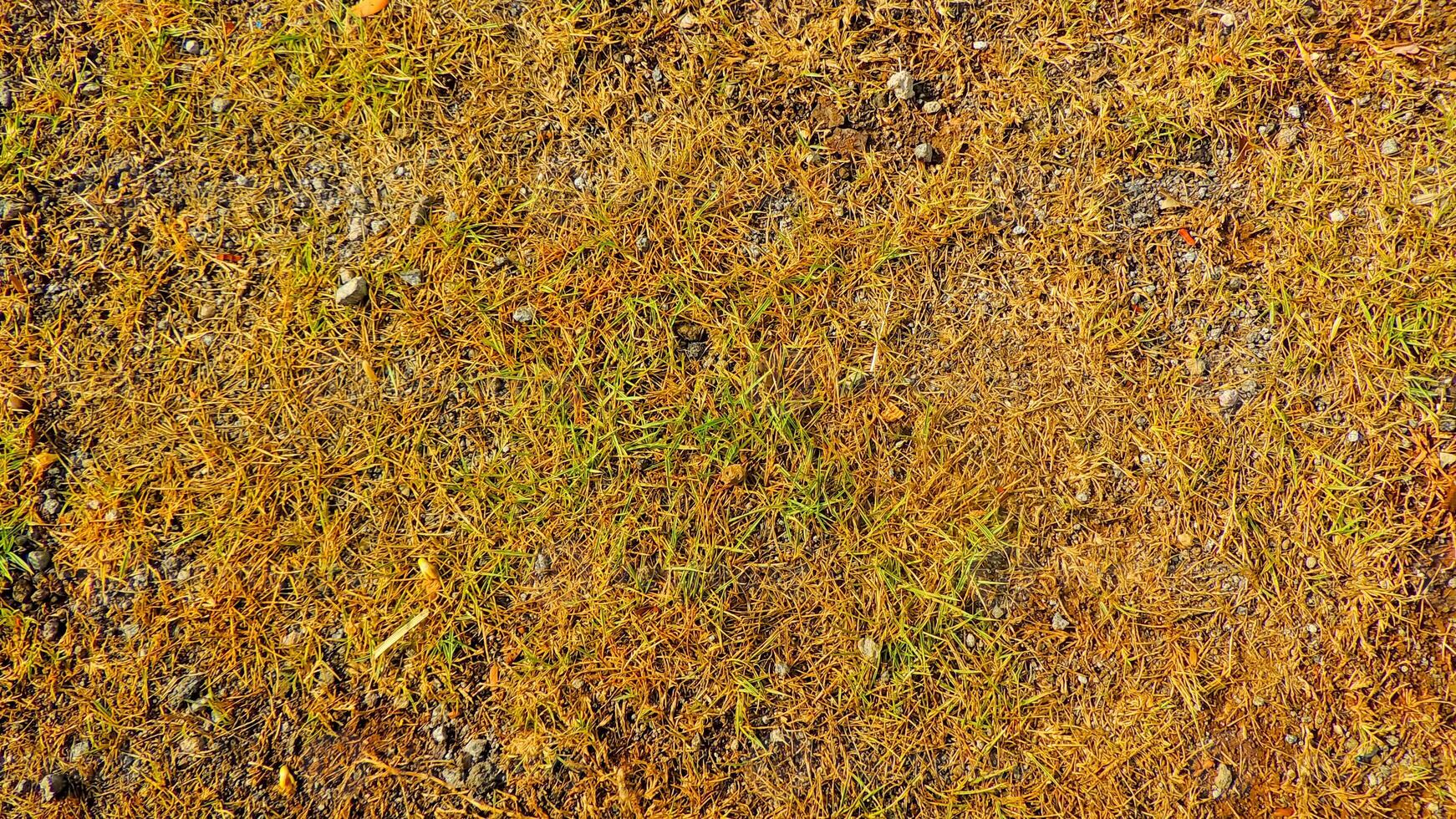 A close up of a grassy field with some weeds photo