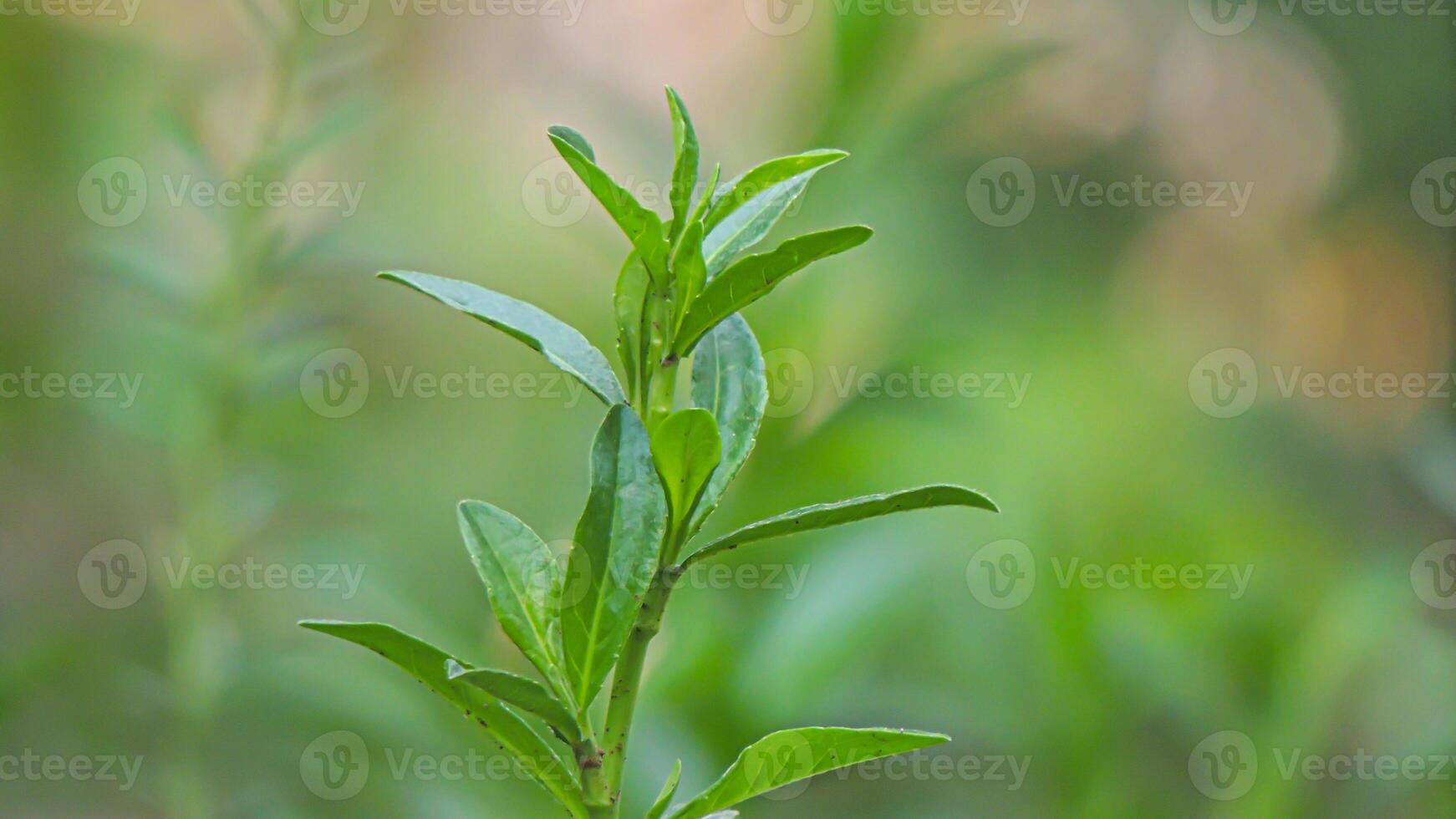 A close up of a plant with green leaves photo
