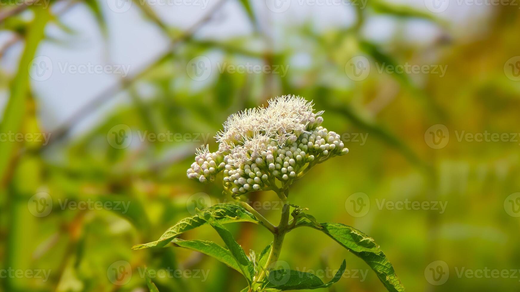 A small white flower with green leaves in the background photo