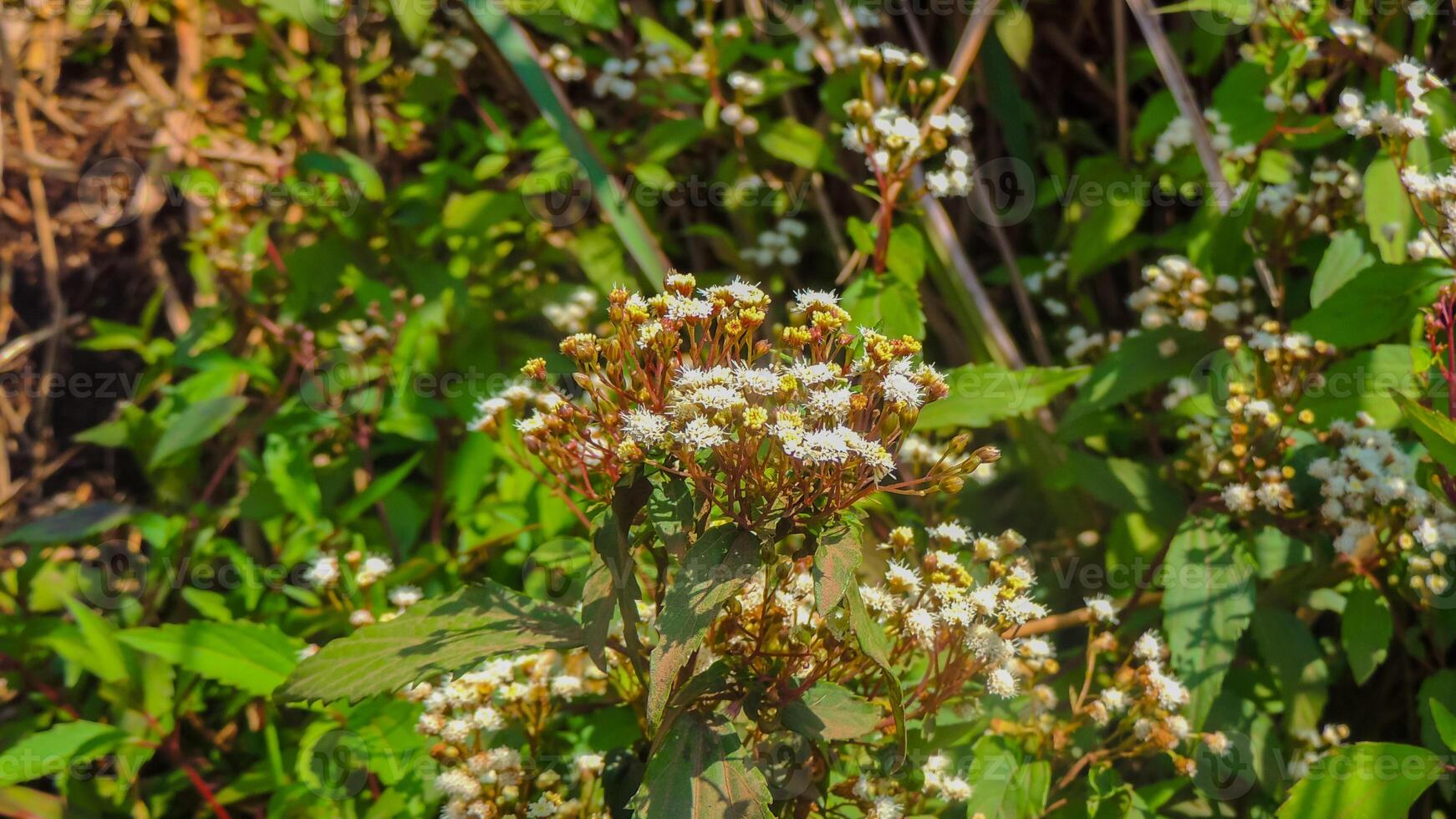 A small plant with white flowers and green leaves photo