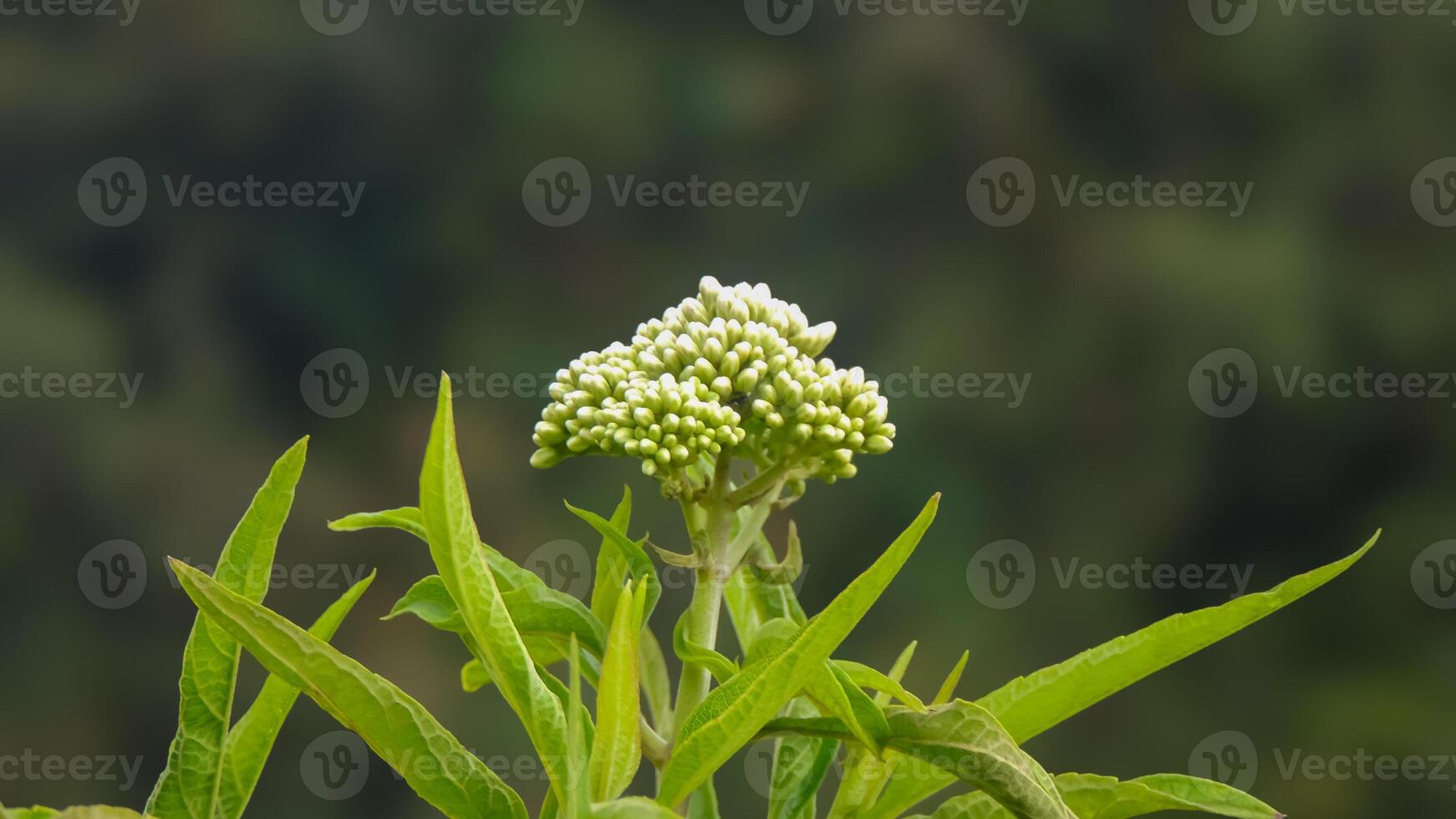 A single white flower is growing on a green plant photo