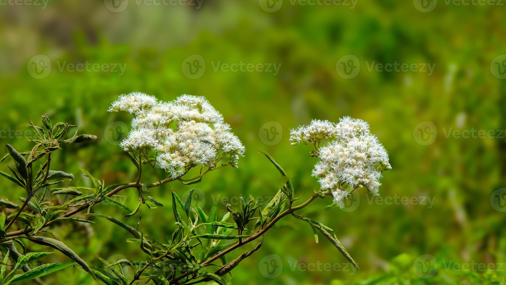Two white flowers are in the middle of a green field photo
