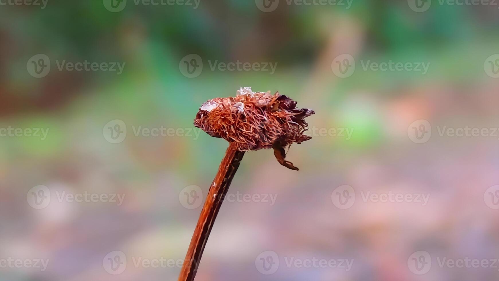 A dead plant with a stem and leaves photo