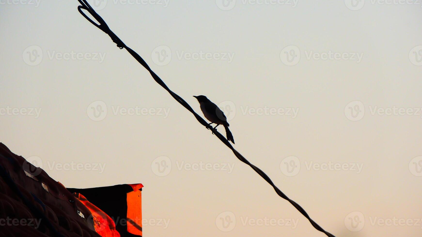 A bird is perched on a wire photo