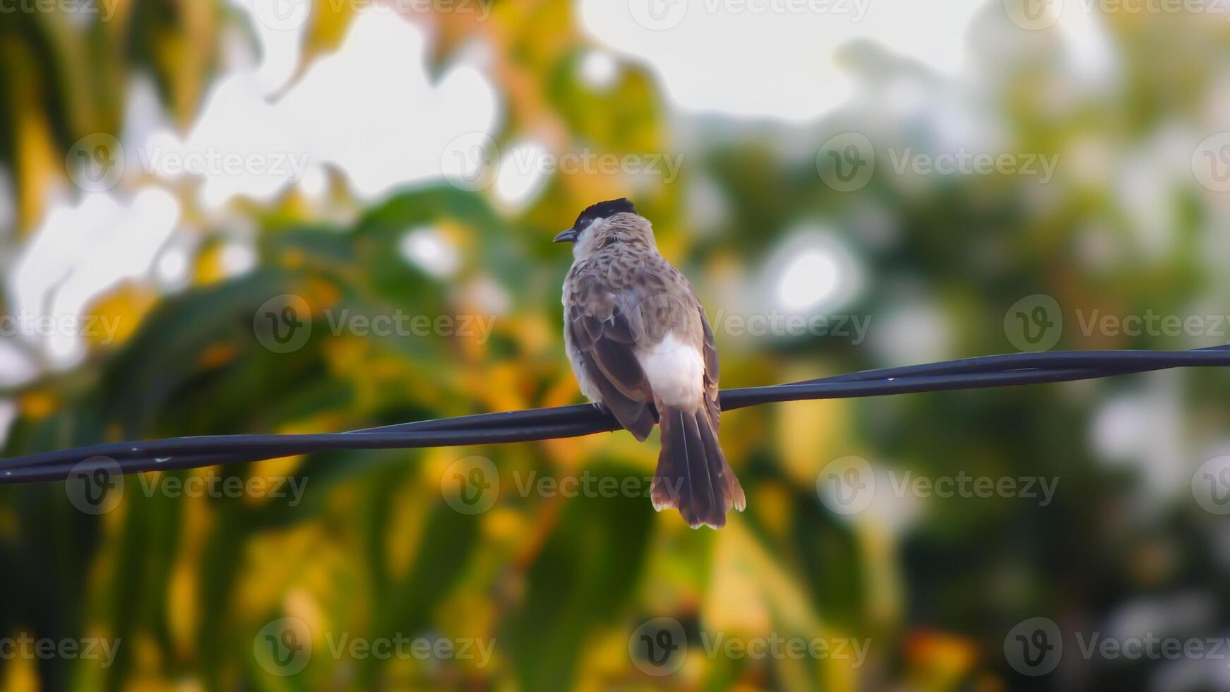 A bird sitting on a wire with a blurry background photo