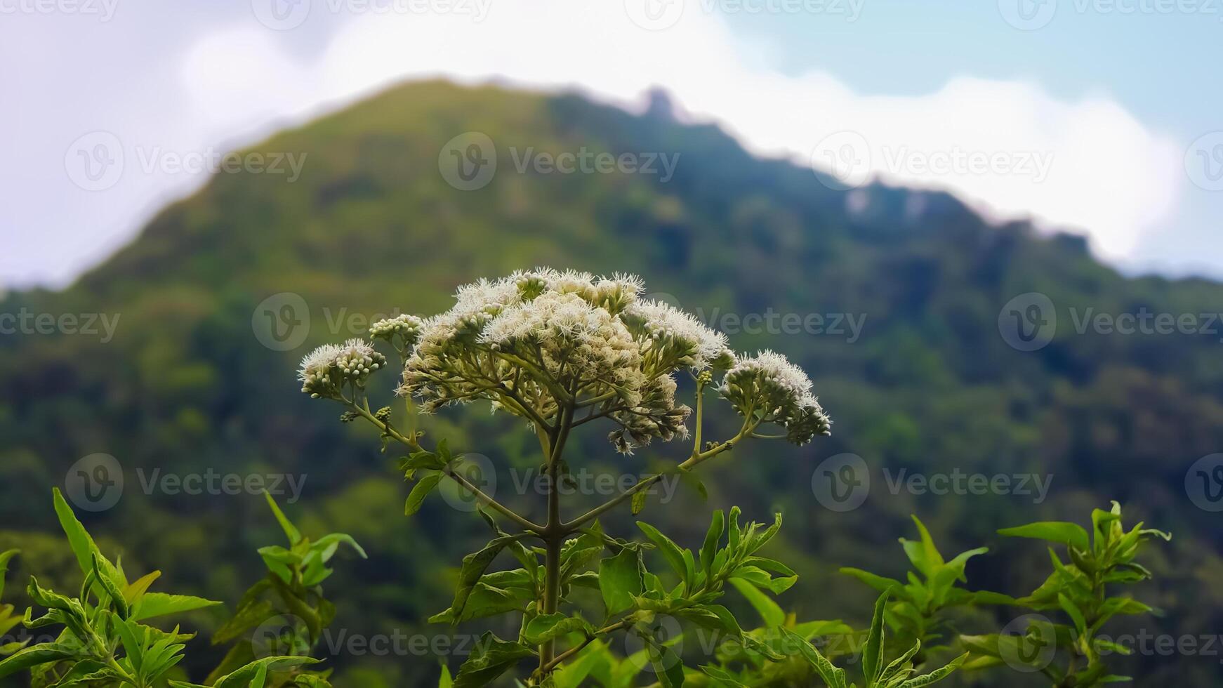A plant with white flowers in front of a mountain photo