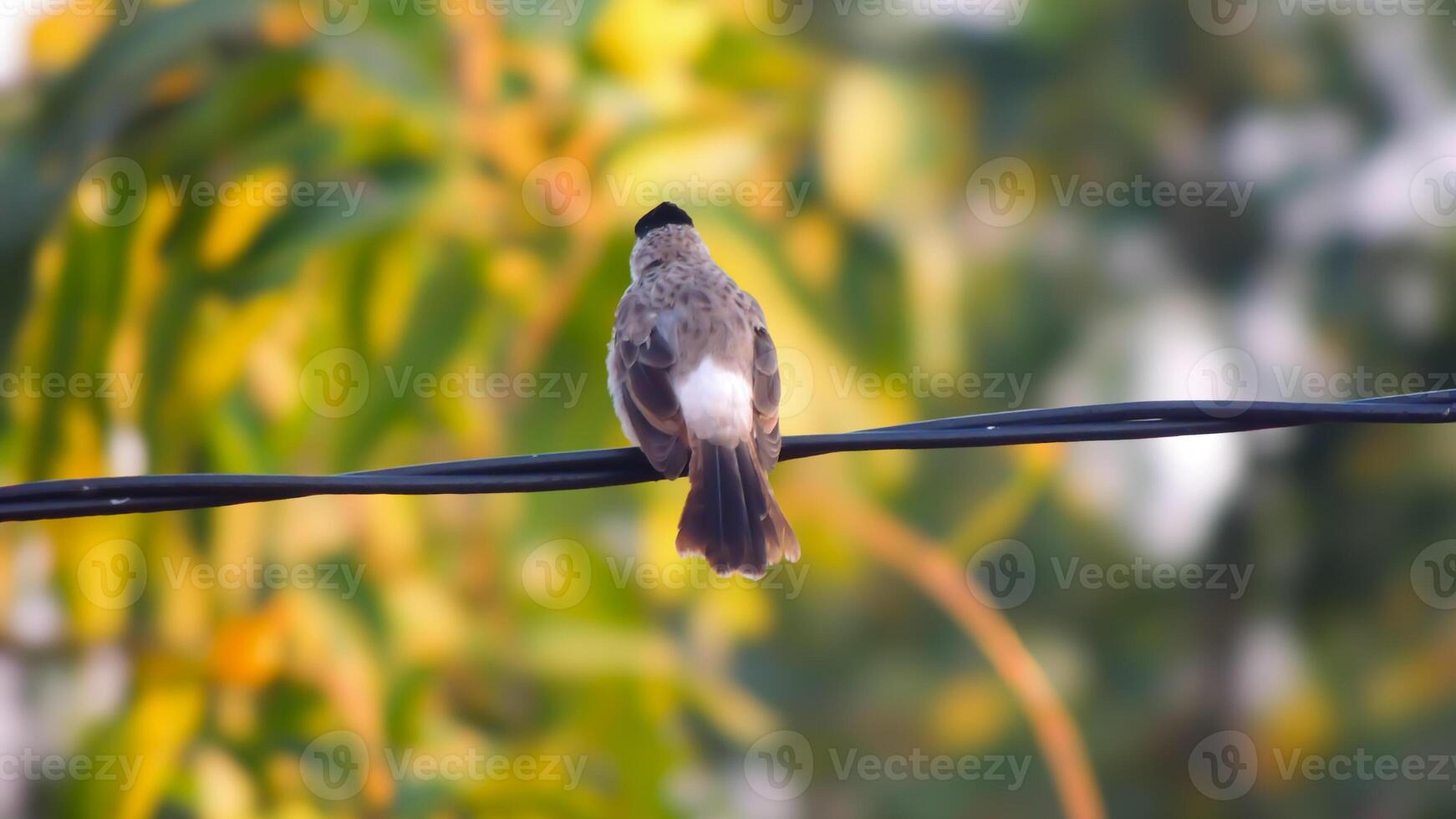 A bird sitting on a wire with a blurry background photo