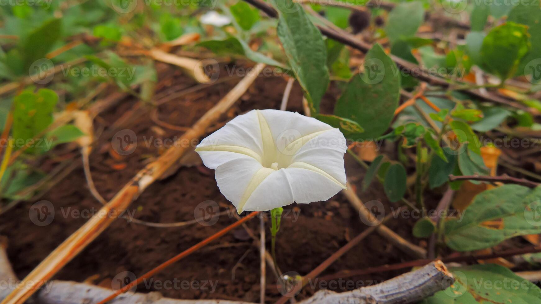 A white flower growing in the dirt photo