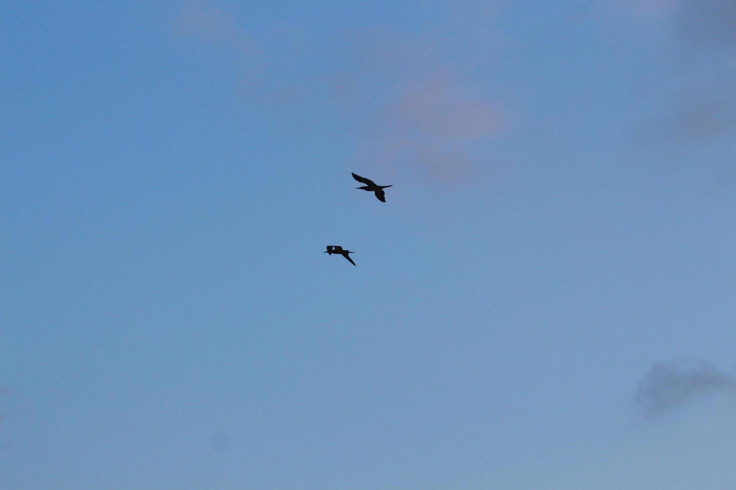 image of birds in the sky photo