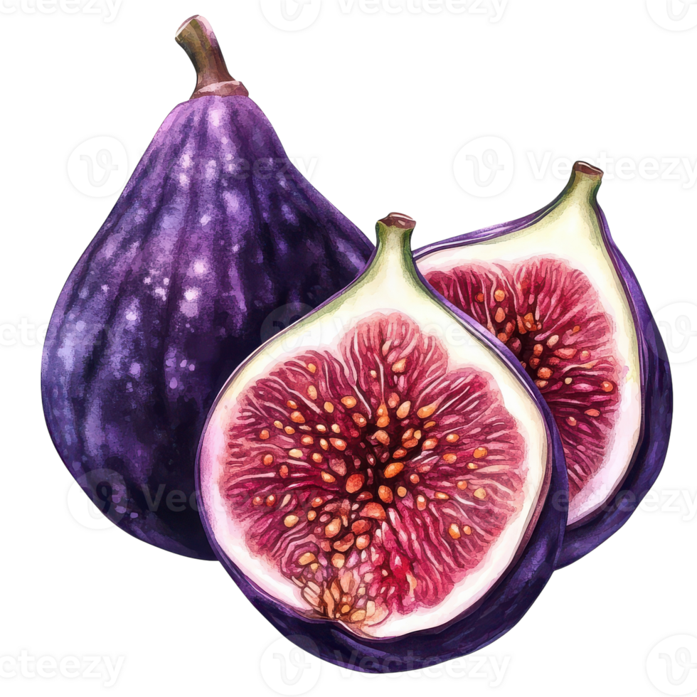 A Beautiful Watercolor Illustration of Fresh Violet Fig Fruit Perfect for Culinary Articles and Natural Product Marketing Transparent background png