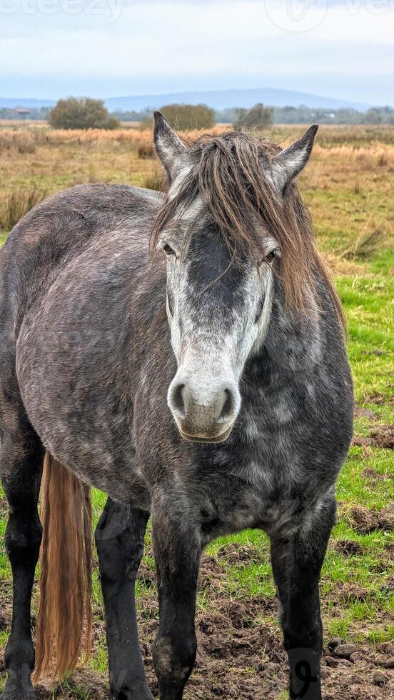 Portrait of grey horse in green field at pasture, animals and wildlife at county Galway, Ireland photo