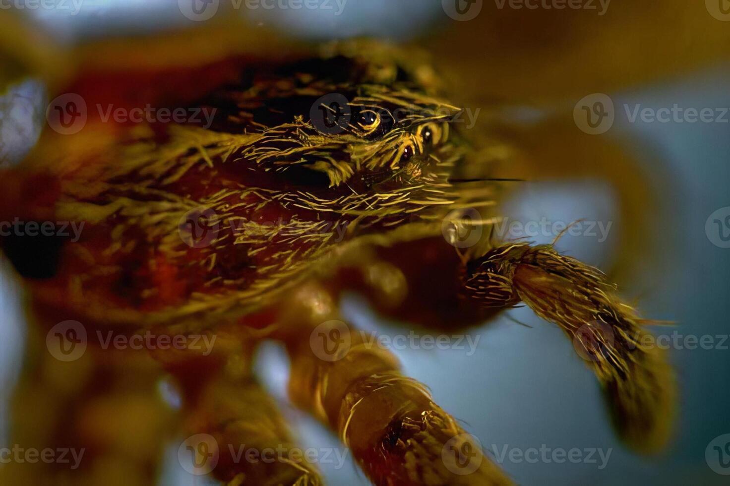 Spider close view background, insect in its natural habitat photo