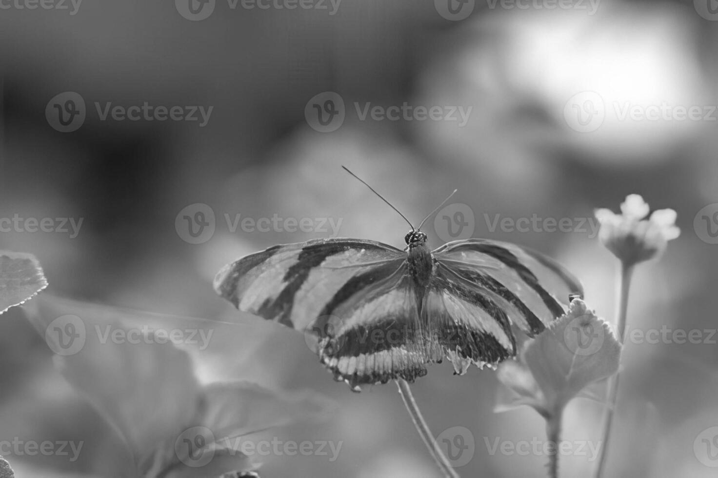 Butterfly close view macro background, butterflies in their natural habitat black and white grayscale background photo