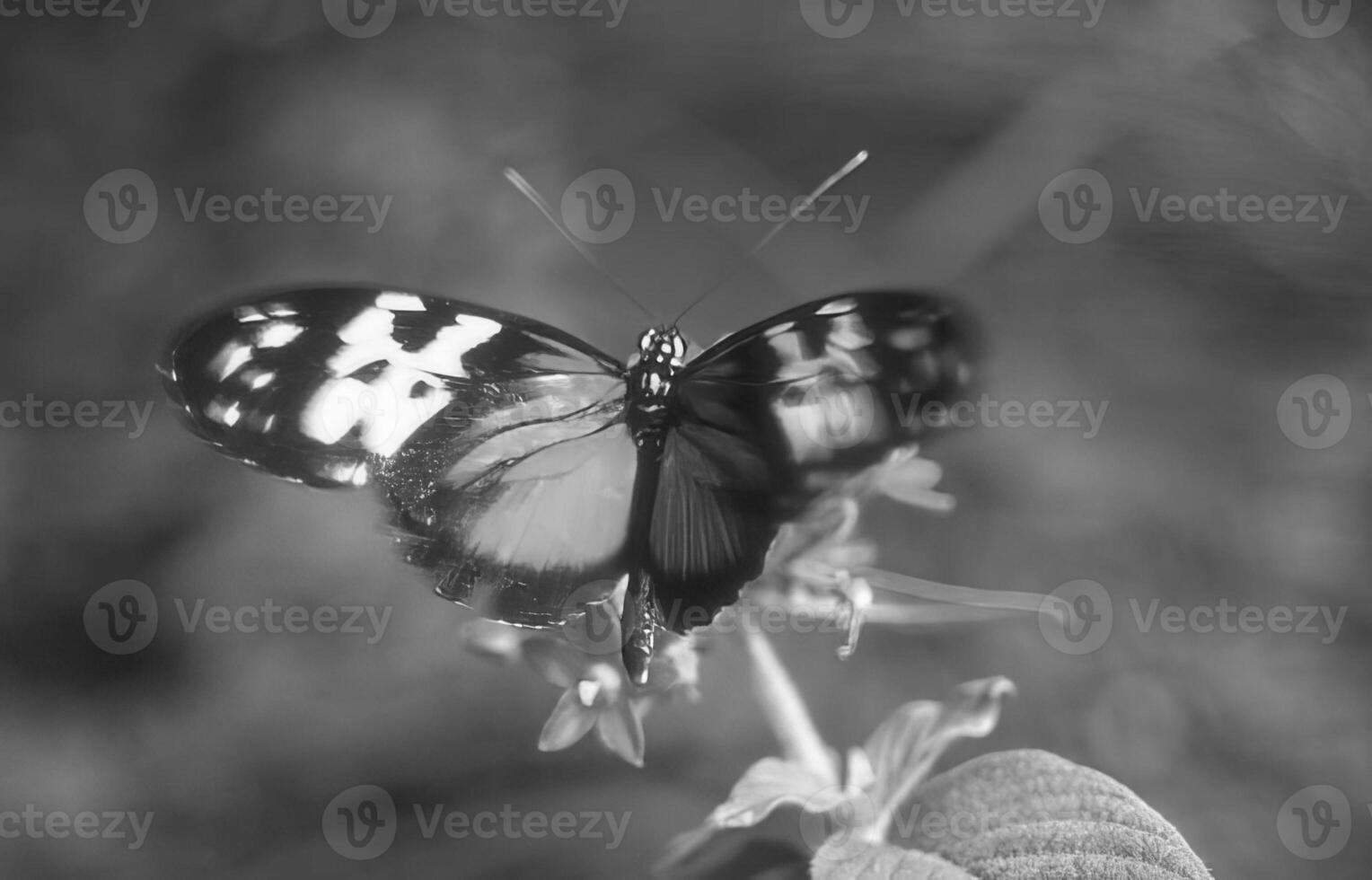 Butterfly close view macro background, butterflies in their natural habitat black and white grayscale background photo