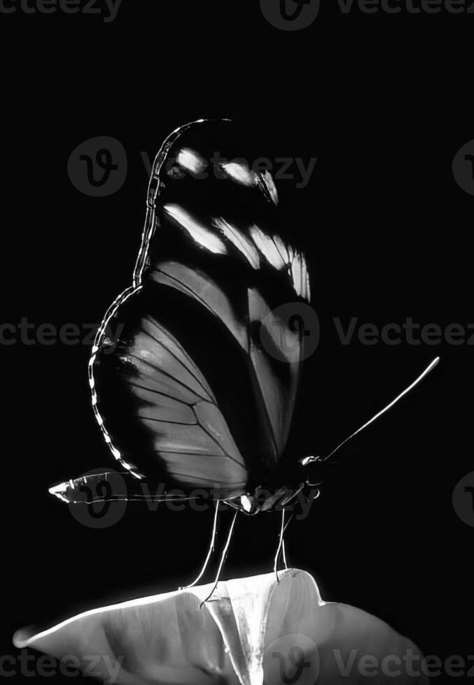 Butterfly close view macro background, butterflies in their natural habitat black and white grayscale background photo