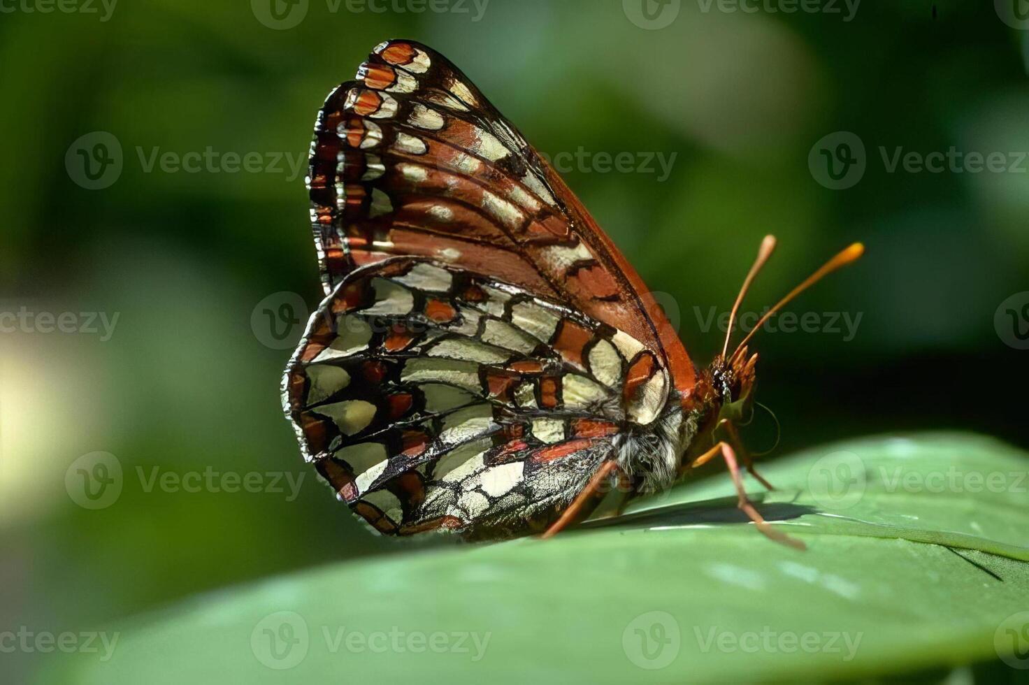 Butterfly close view macro background, butterflies in their natural habitat photo