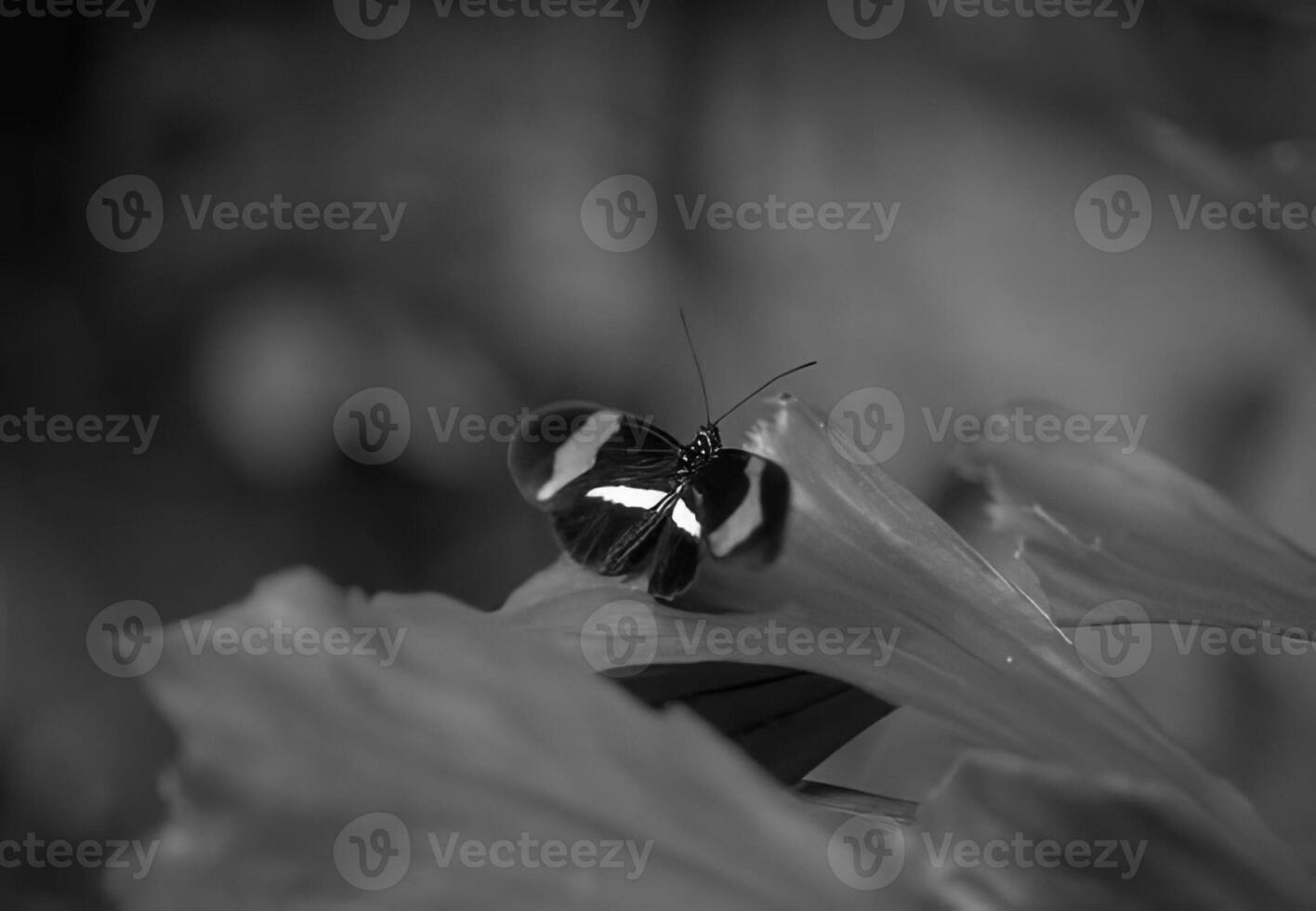 Butterfly close view macro background, butterflies in their natural habitat black and white grayscale background photo
