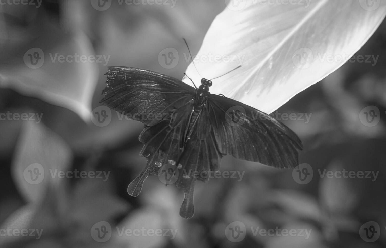 Butterfly close view macro background, butterflies in their natural habitat black and white grayscale background photo