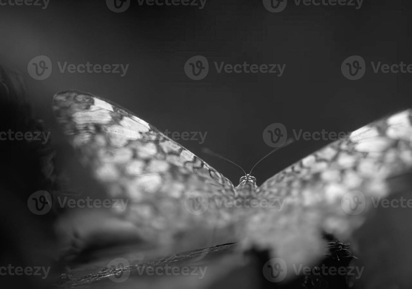 Butterfly close view macro background, butterflies in their natural habitat black and white grayscale background photo