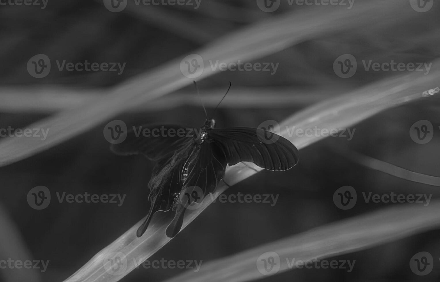 Butterfly close view macro background, butterflies in their natural habitat black and white grayscale background photo