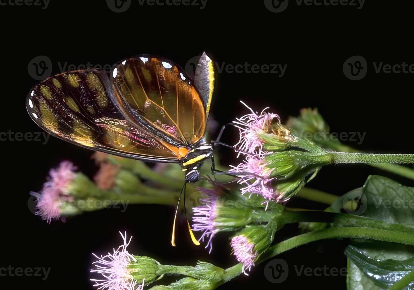 Butterfly close view macro background, butterflies in their natural habitat photo
