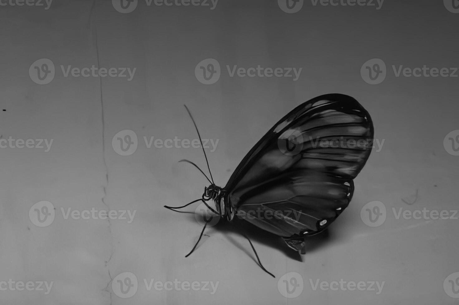 Butterfly close view macro background, butterflies in their natural habitat black and white grayscale background photo