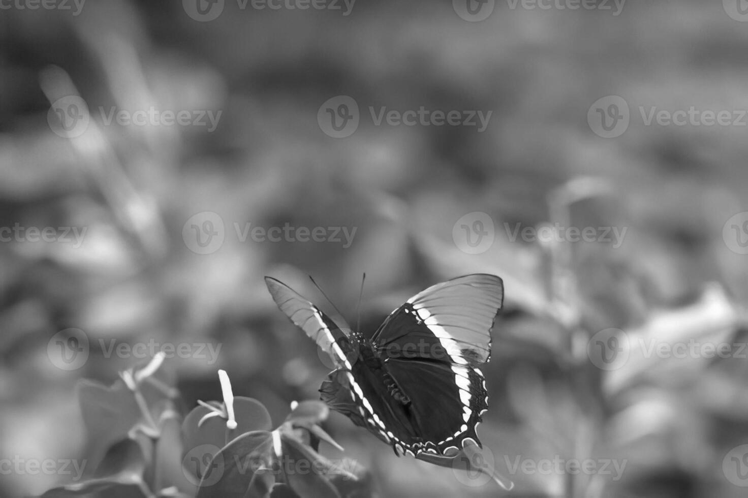 Butterfly close view macro background, butterflies in their natural habitat black and white grayscale background photo
