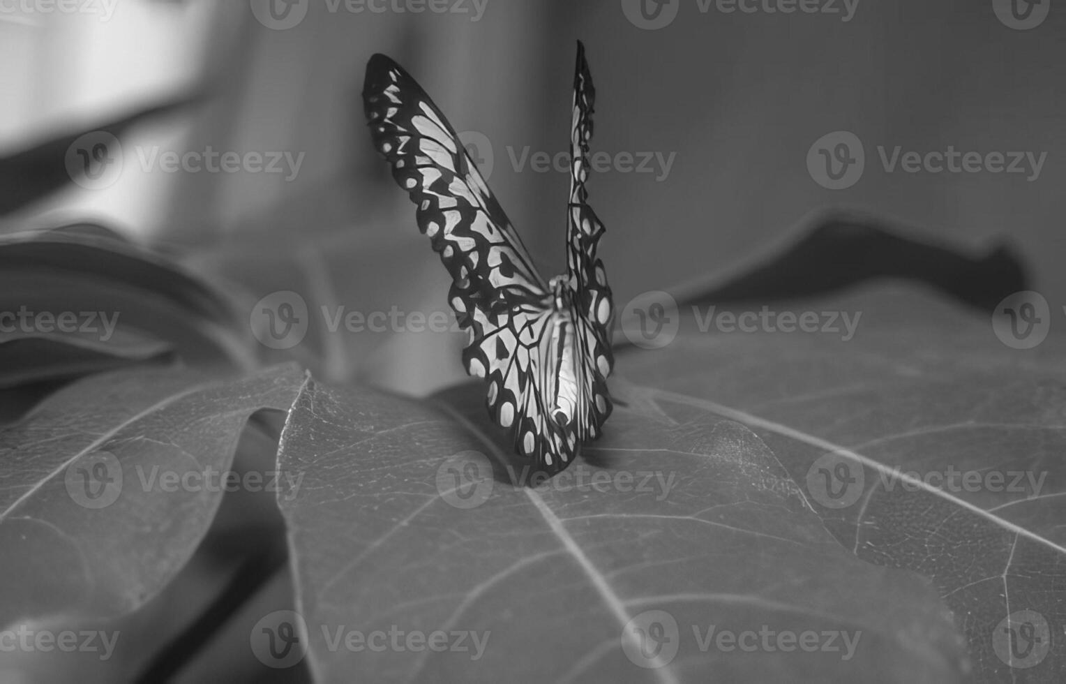 Butterfly close view macro background, butterflies in their natural habitat black and white grayscale background photo