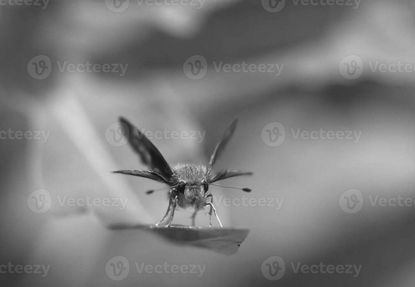 Butterfly close view macro background, butterflies in their natural habitat black and white grayscale background photo