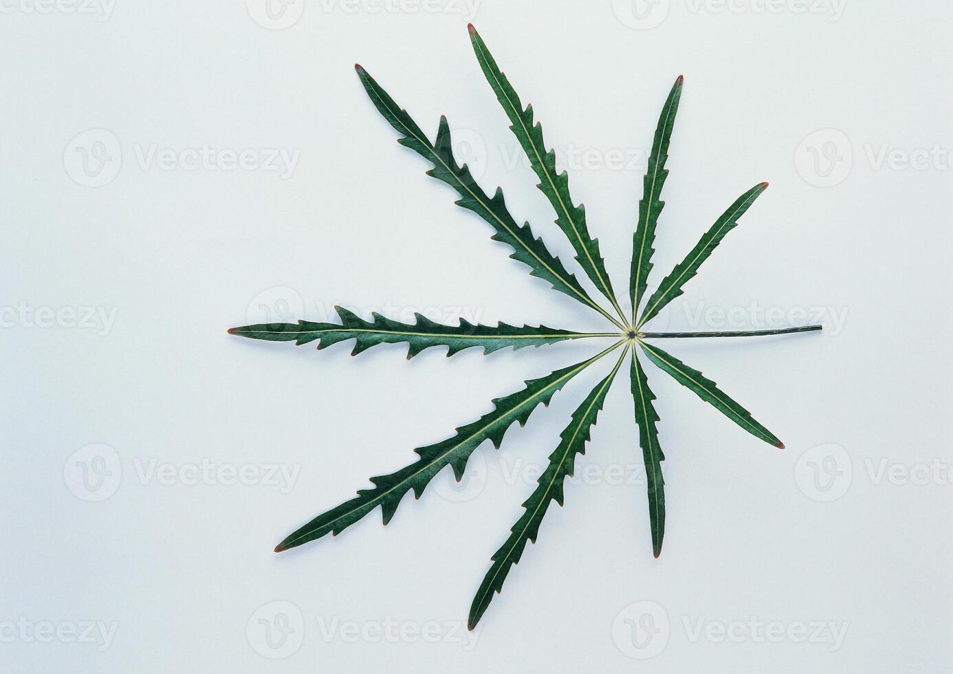Leaves close view background. Leaf shape photo