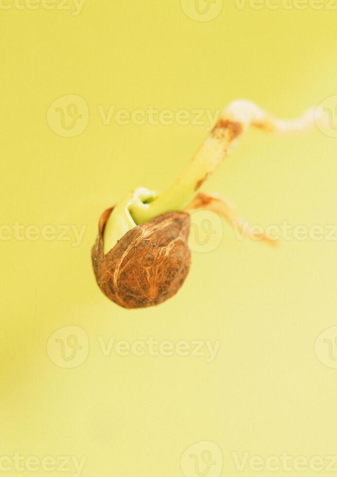 Leaves close view background. Leaf shape photo