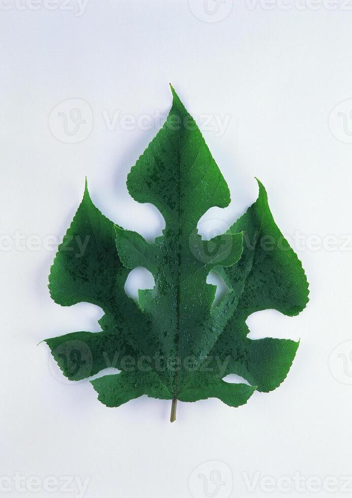 Leaves close view background. Leaf shape photo