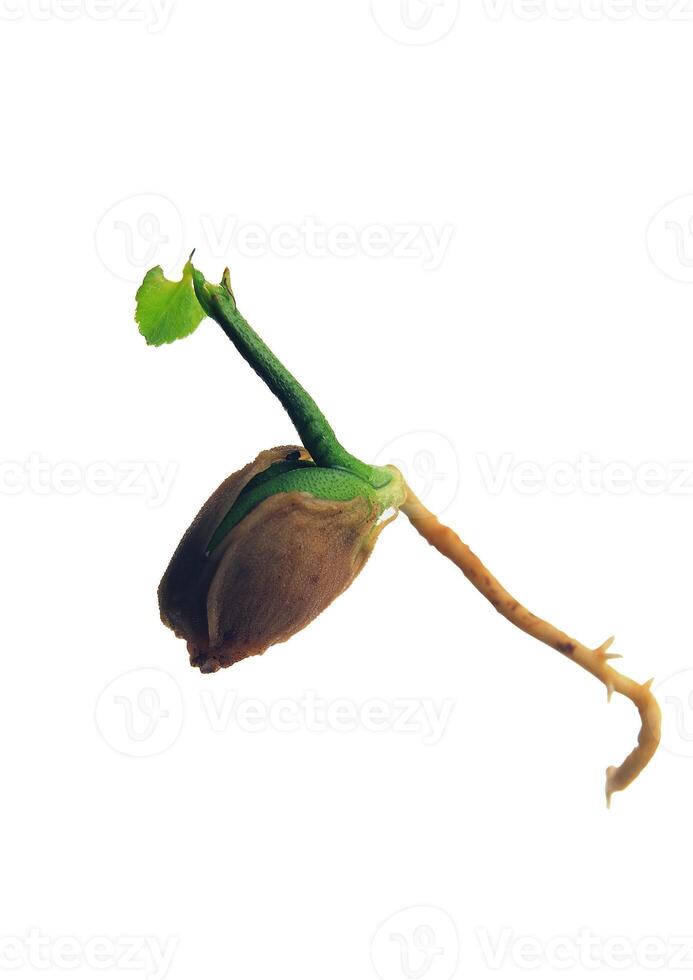 Leaves close view background. Leaf shape photo