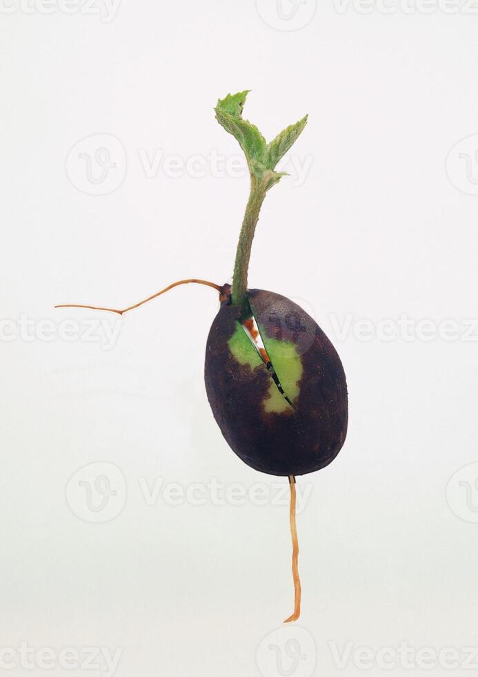 Leaves close view background. Leaf shape photo