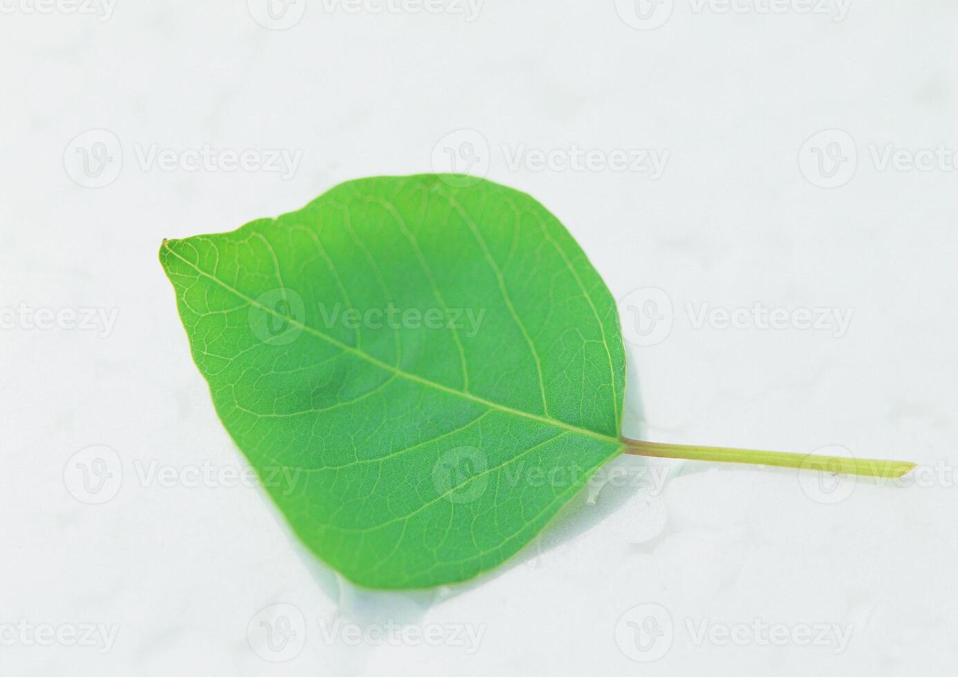 Leaves close view background. Leaf shape photo