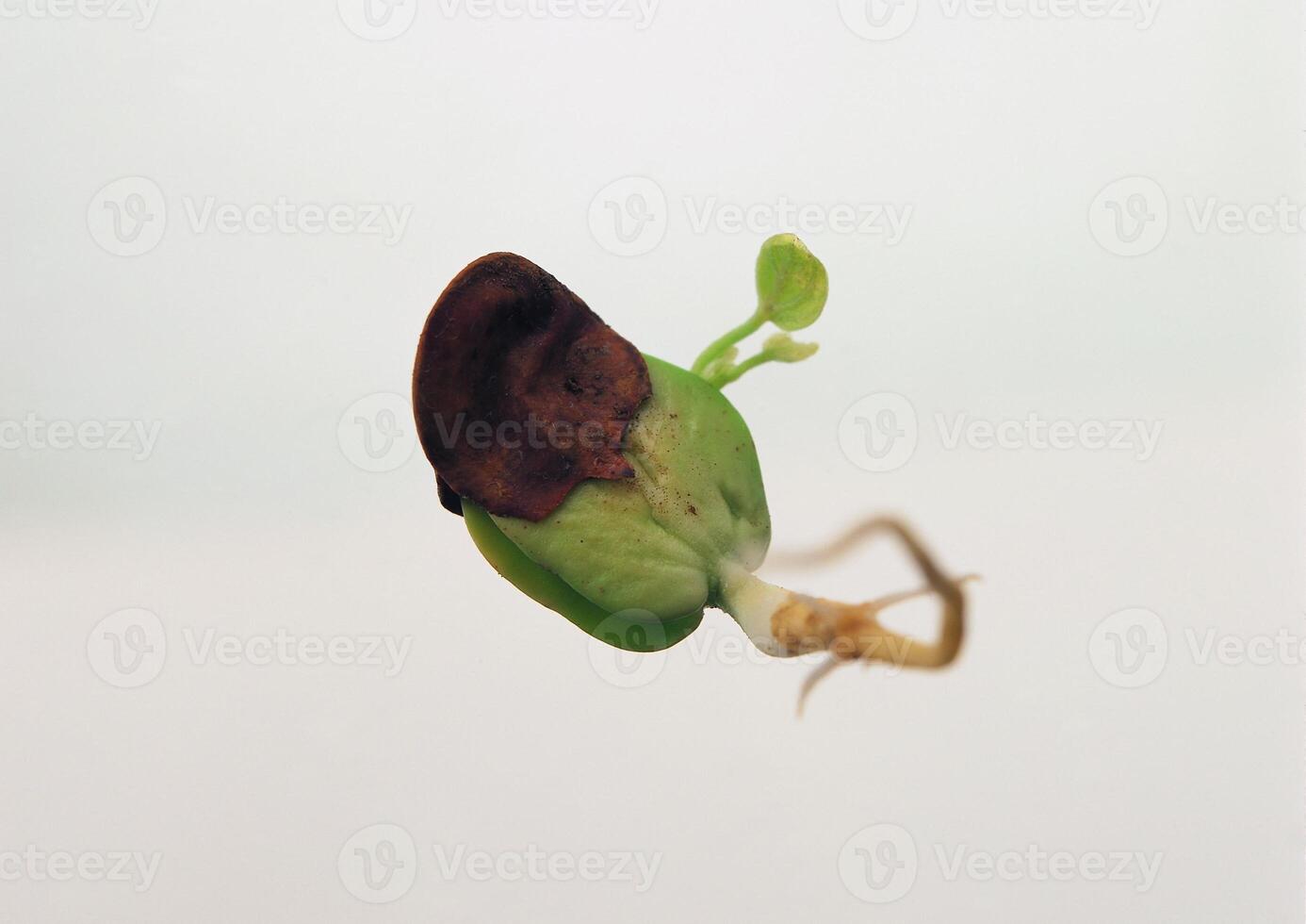 Leaves close view background. Leaf shape photo